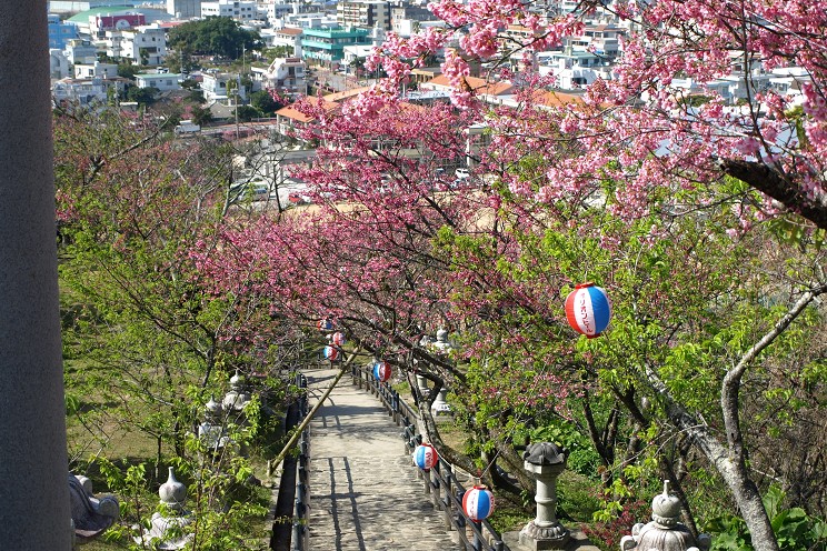 開催中止 第14回今帰仁グスク桜まつり 情報一覧 沖縄のイベント 沖縄観光情報webサイト おきなわ物語