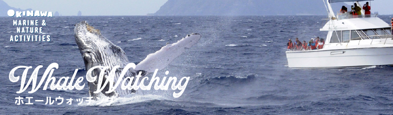 whale watching ホエールウォッチング