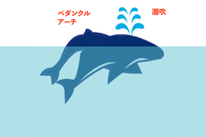 クジラの行動パターン