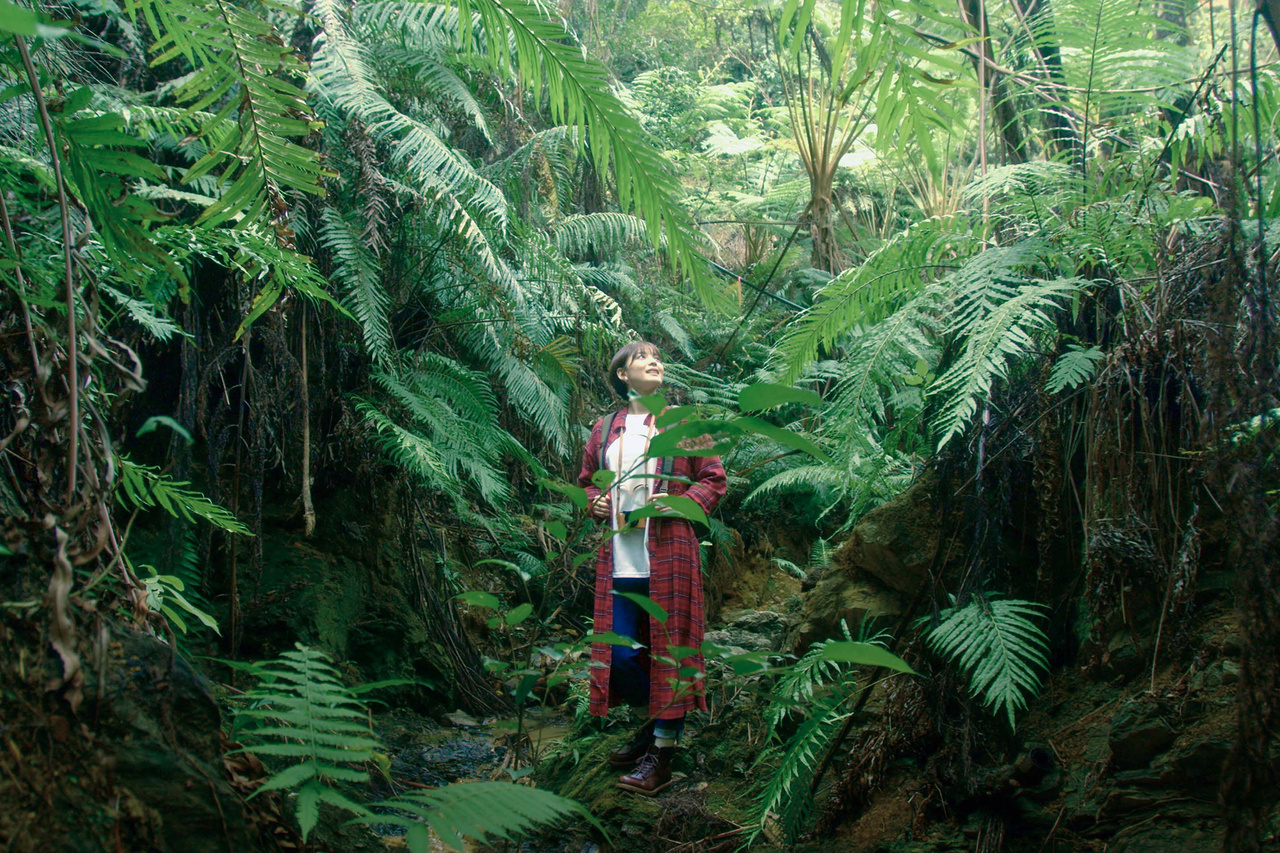 世界自然遺産“やんばるの森”探検 | 沖縄観光情報WEBサイト おきなわ物語