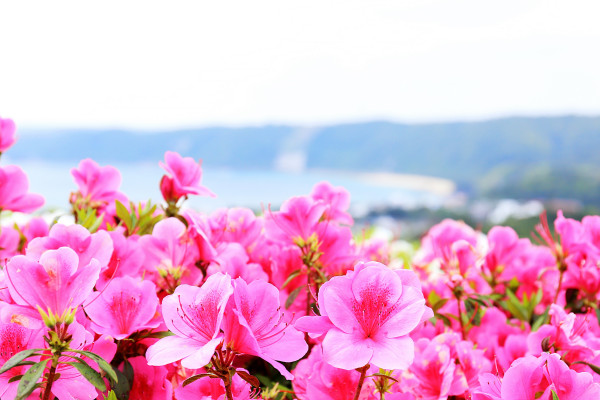 沖縄は冬でも花いっぱい！お花イベント情報｜2025年版