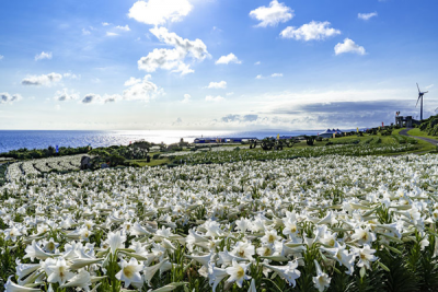 【2022年3月～5月】色とりどりの沖縄の花が見られるスポット