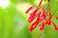 今が見頃！春に咲く沖縄の花々をご紹介！