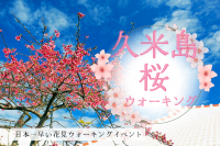 2025久米島桜ウォーキング～日本一早い花見ウォーキング