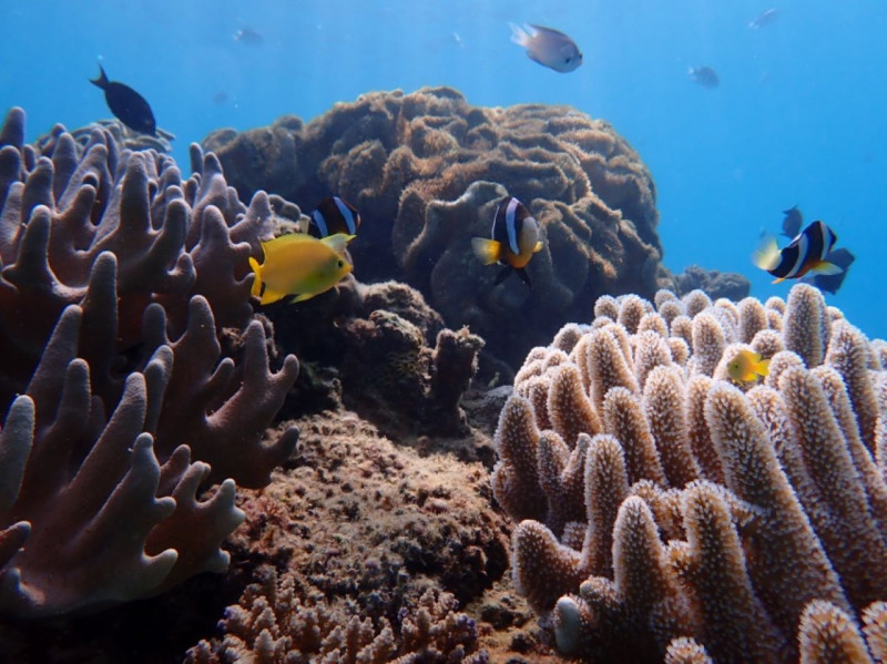 種類豊富な魚と色鮮やかな珊瑚が盛り沢山✨