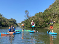 マングローブ探検 リバーSUP_ブルーフィールド