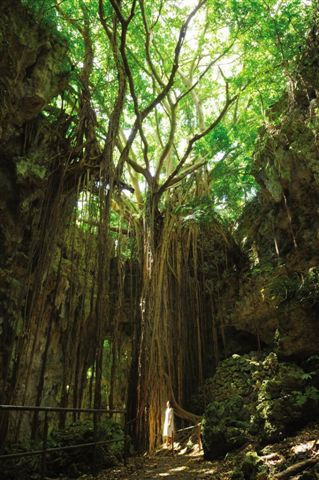 元始の森「ガンガラーの谷」＆世界遺産「斎場御嶽」ガイド付ツアー