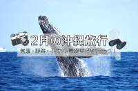 2月の沖縄、旬のおすすめ