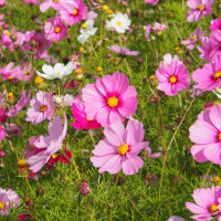 壁紙カレンダー