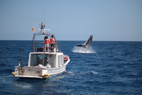 ©一般社団法人座間味村ホエールウォッチング協会