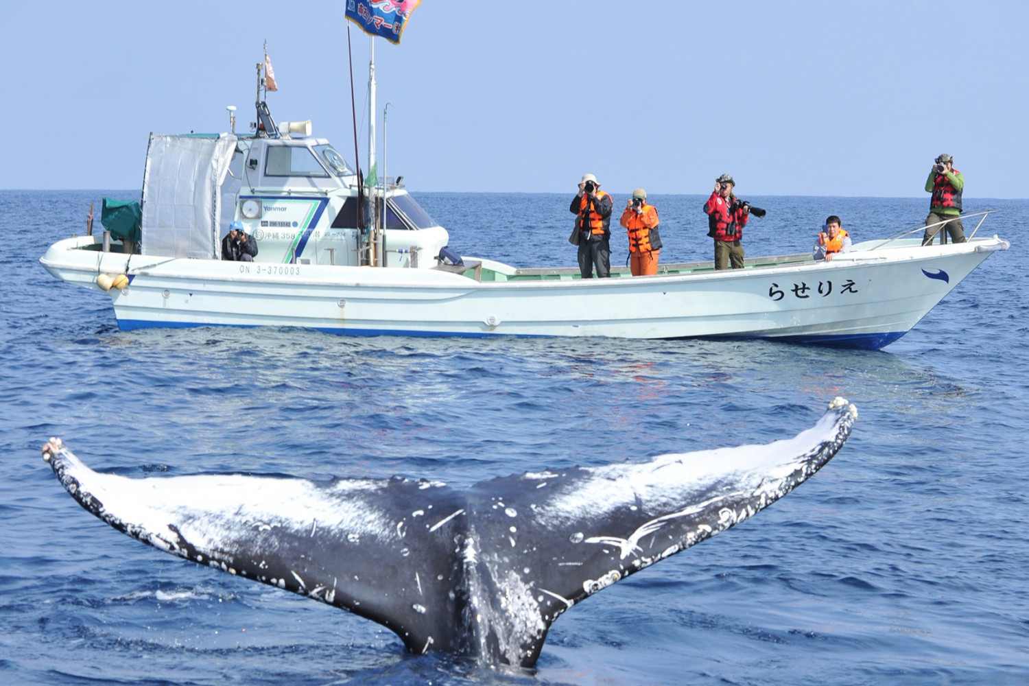 ©一般社団法人座間味村ホエールウォッチング協会