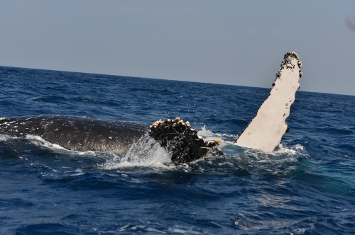 ©一般社団法人座間味村ホエールウォッチング協会