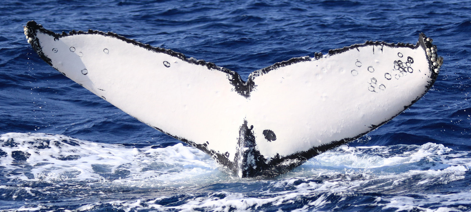 ©一般社団法人座間味村ホエールウォッチング協会