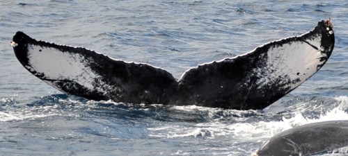 ©一般社団法人座間味村ホエールウォッチング協会