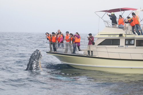©一般社団法人座間味村ホエールウォッチング協会