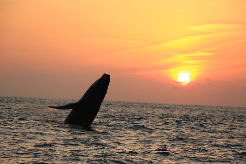 ©一般社団法人座間味村ホエールウォッチング協会