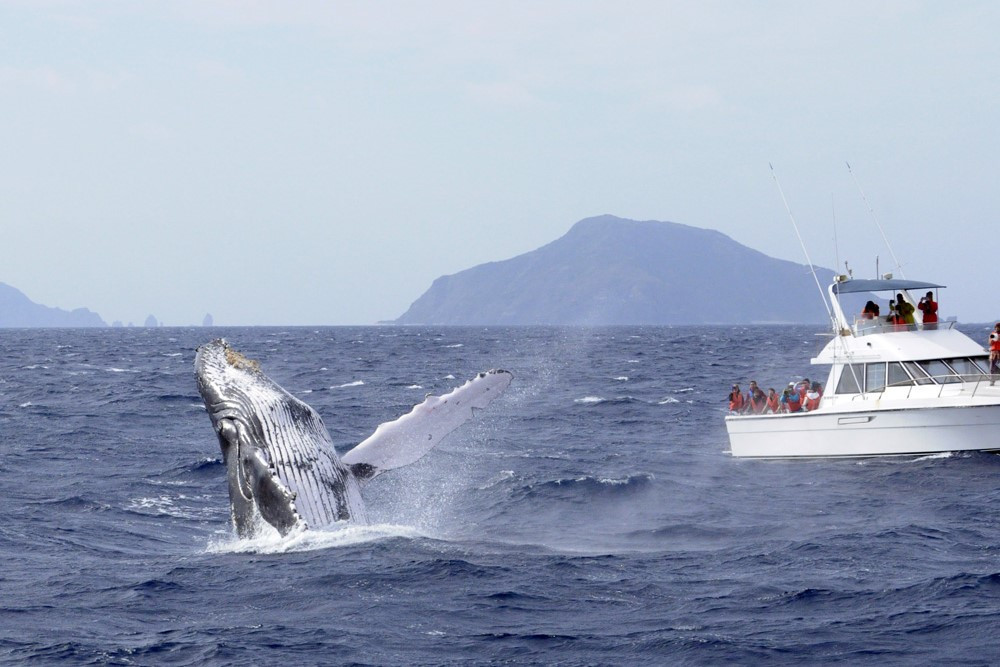 ©一般社団法人座間味村ホエールウォッチング協会