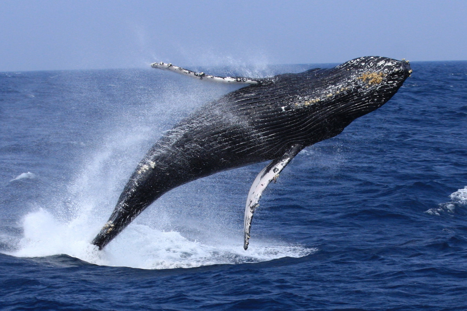 ©一般社団法人座間味村ホエールウォッチング協会