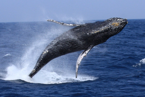 ©一般社団法人座間味村ホエールウォッチング協会