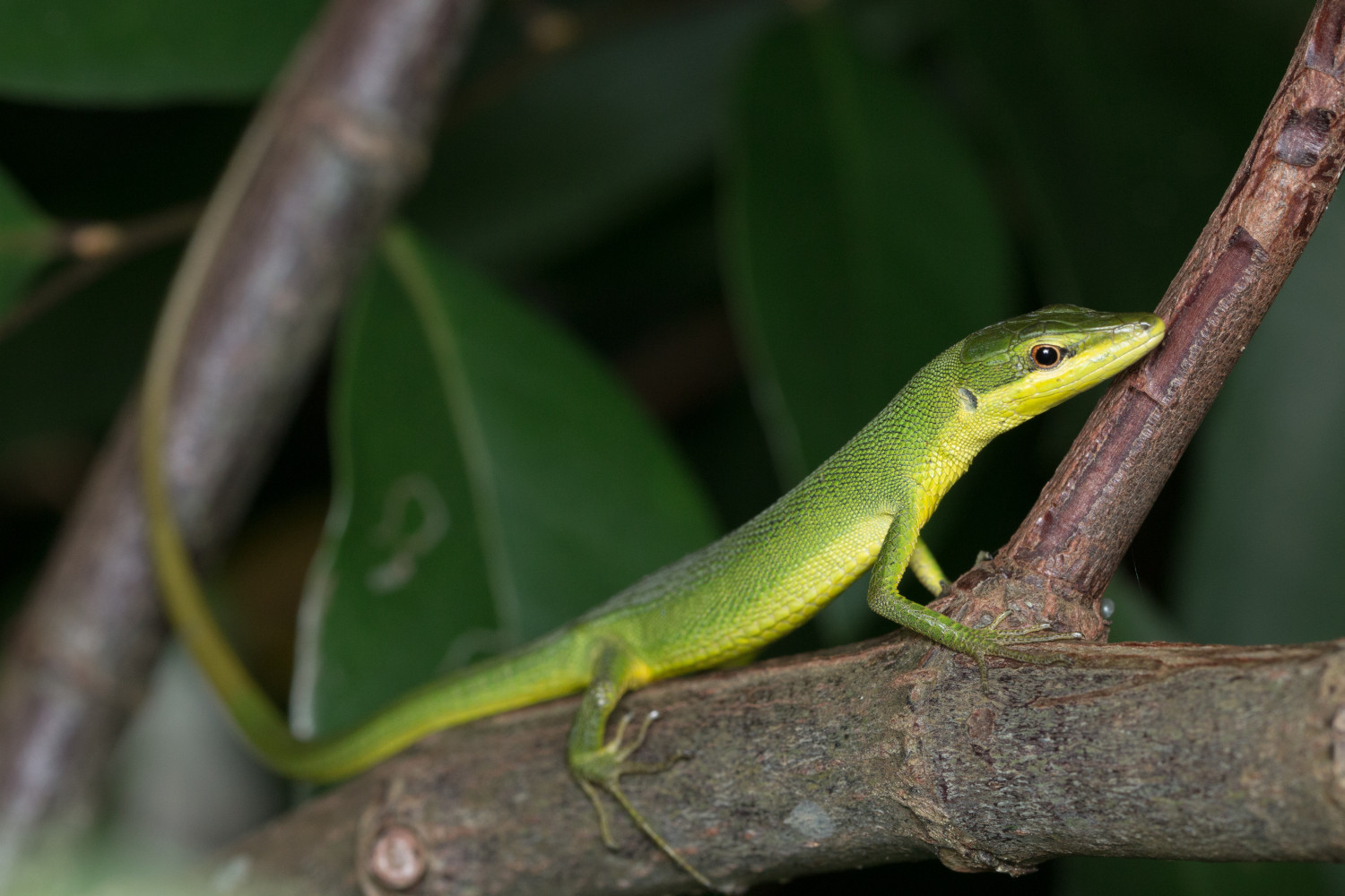 サキシマカナヘビ