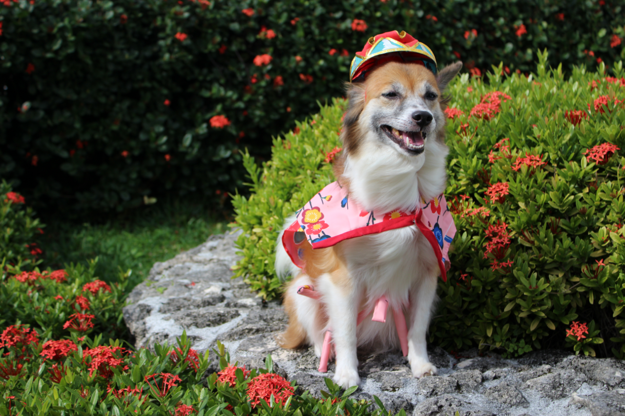 看板犬がお出迎え!