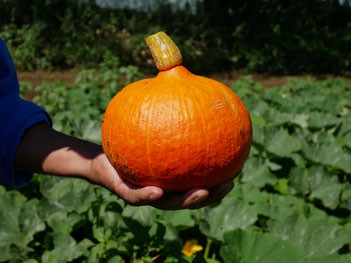サーターアンダギーには旬のカボチャを贅沢に使用