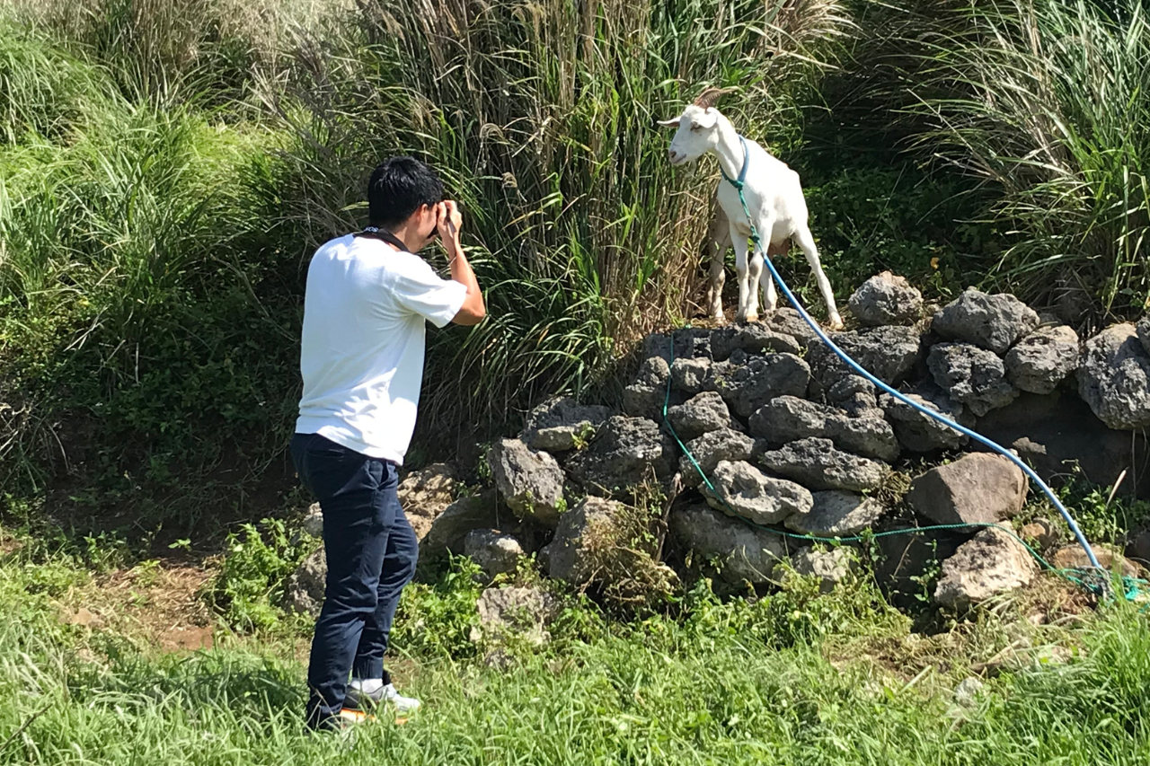 粟国島の可愛いヤギをパシャリ