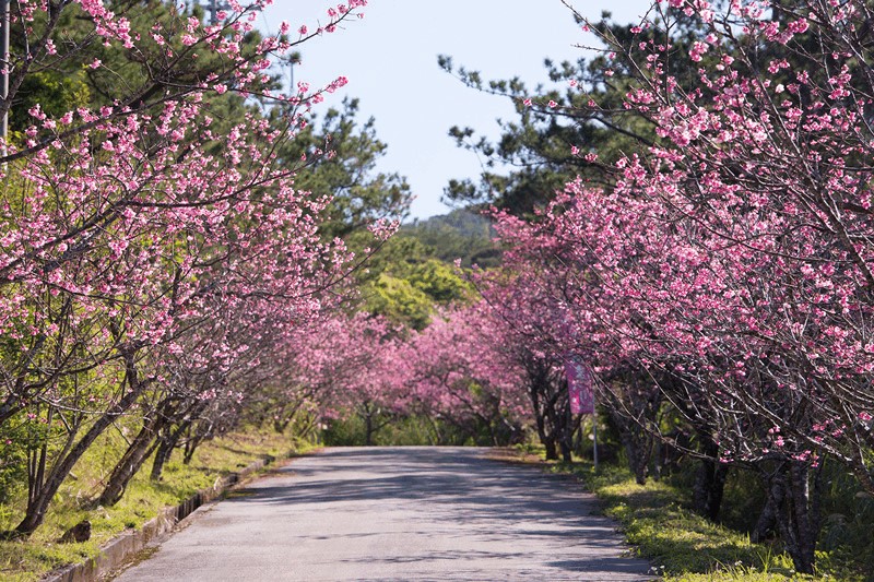 フラワーイベント Flower Trip おきなわ 特集 沖縄観光情報webサイト おきなわ物語