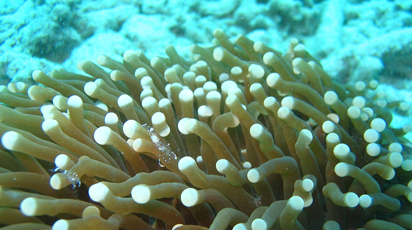 沖縄のサンゴ礁について 特集 沖縄観光情報webサイト おきなわ物語