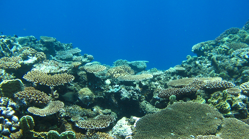 沖縄のサンゴ礁について 沖縄観光情報webサイト おきなわ物語