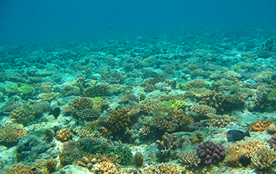 沖縄のサンゴ礁について 沖縄観光情報webサイト おきなわ物語